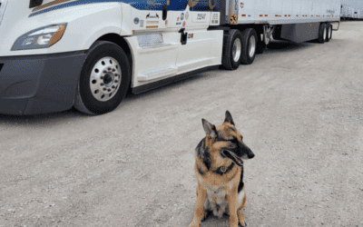 Trucking with a Pet | Top 5 Tips